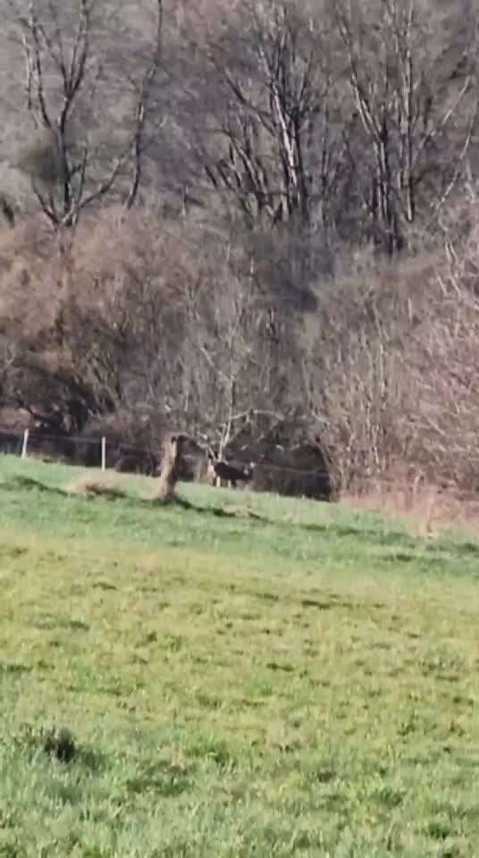 Rhodesian Ridgeback-Beitrag-Bild