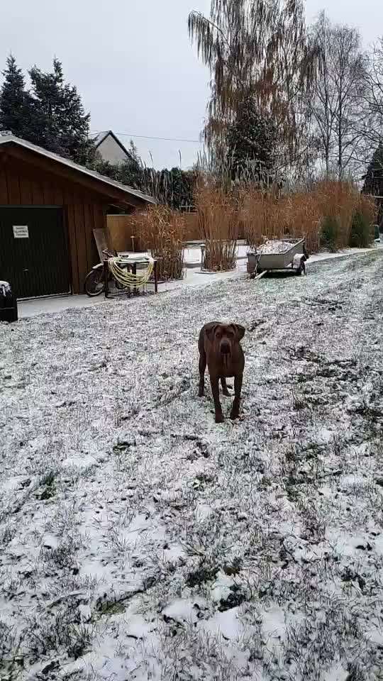 Rhodesian Ridgeback-Beitrag-Bild