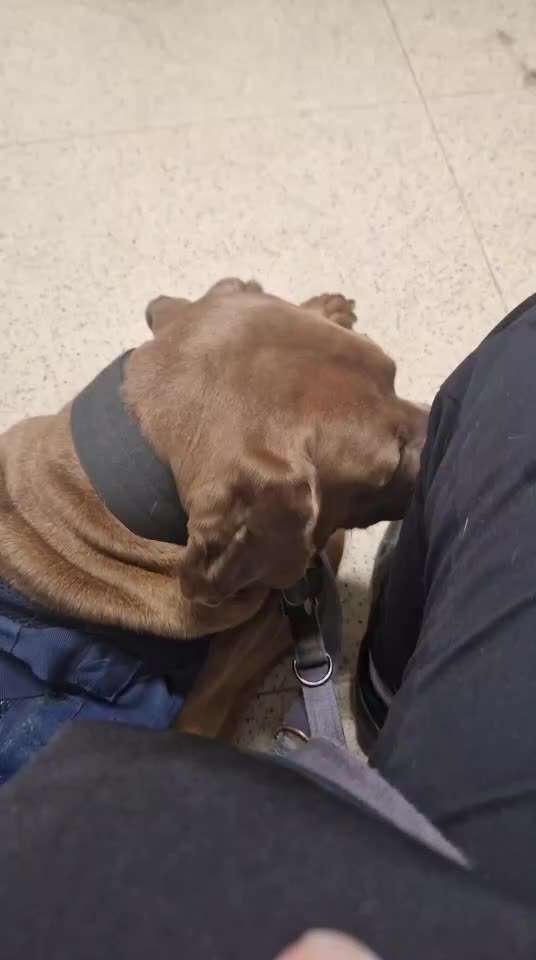 Rhodesian Ridgeback-Beitrag-Bild