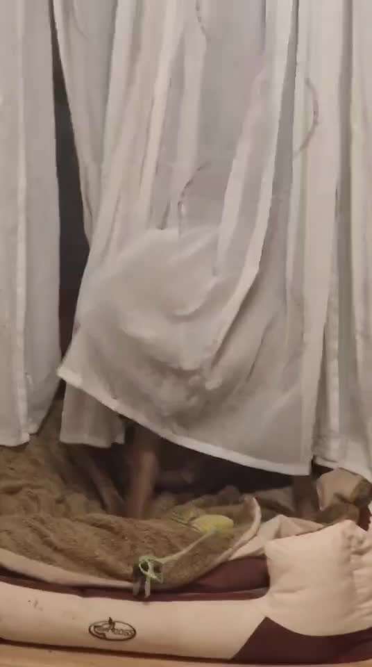 Rhodesian Ridgeback-Beitrag-Bild