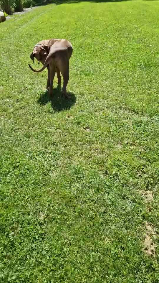 Rhodesian Ridgeback-Beitrag-Bild