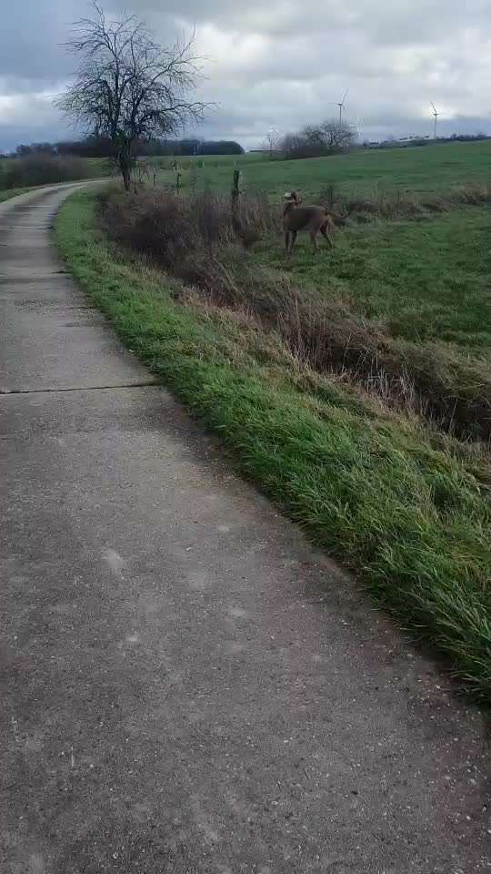 Rhodesian Ridgeback-Beitrag-Bild