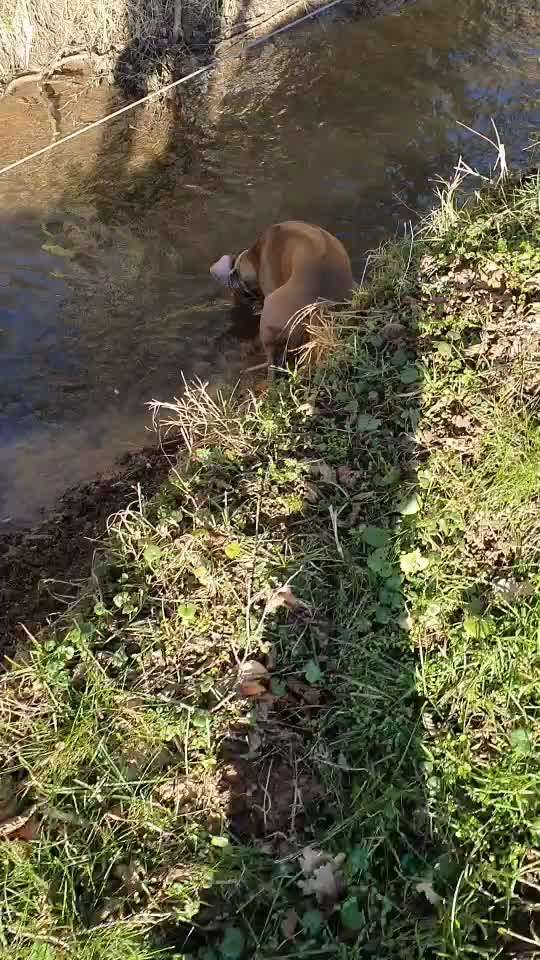 Rhodesian Ridgeback-Beitrag-Bild