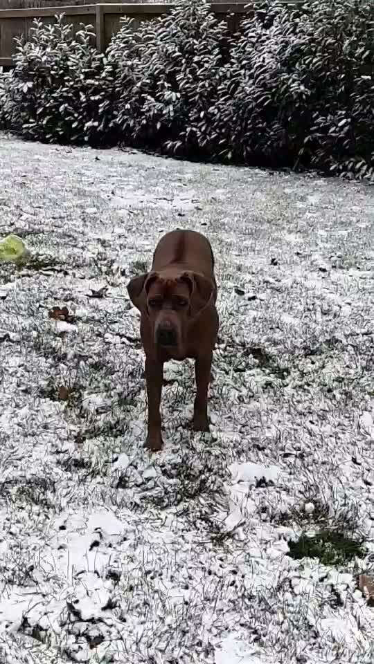 Rhodesian Ridgeback-Beitrag-Bild