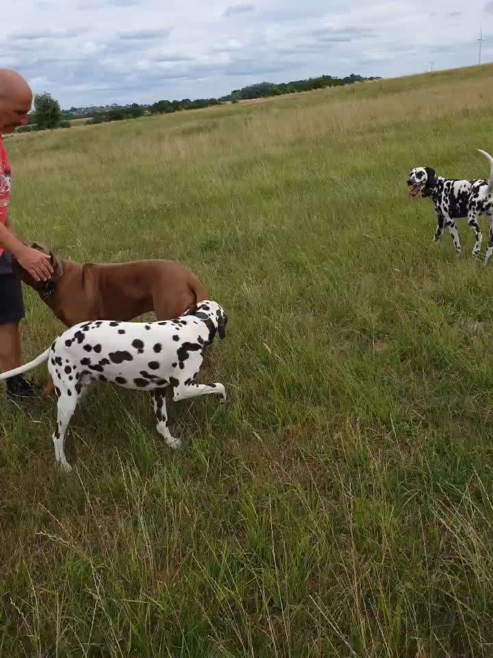 Rhodesian Ridgeback-Beitrag-Bild
