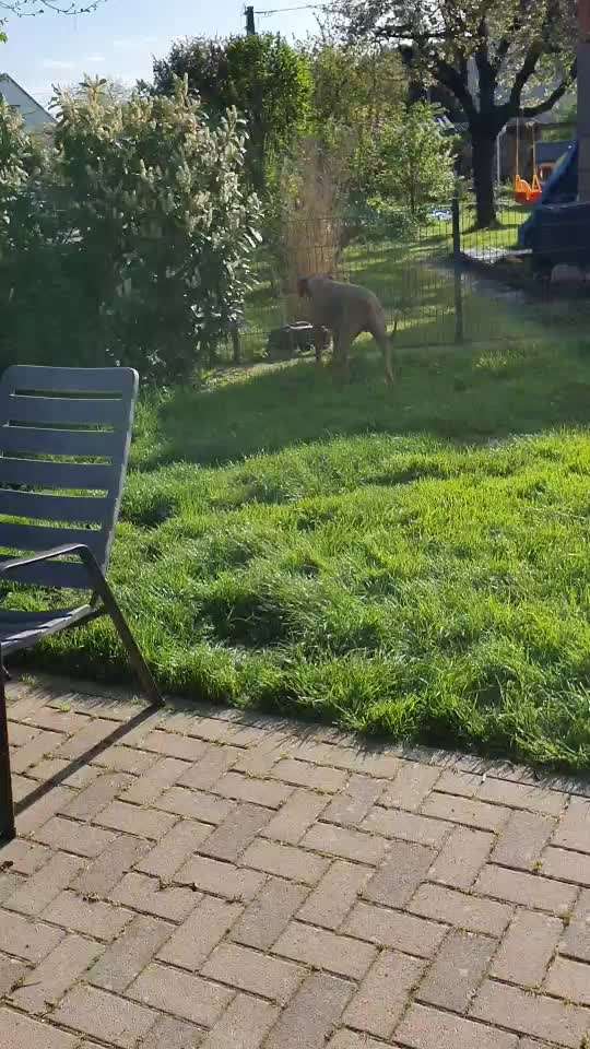 Rhodesian Ridgeback-Beitrag-Bild