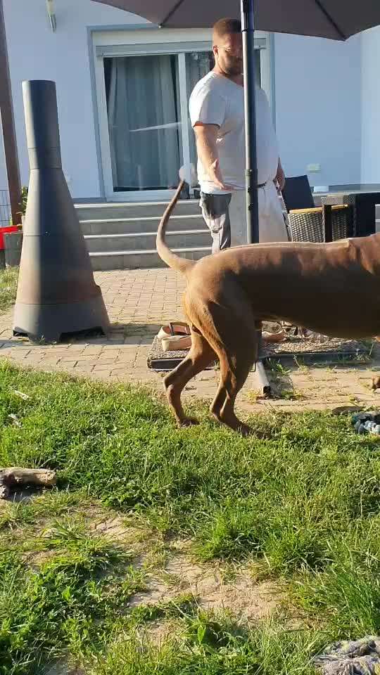 Rhodesian Ridgeback-Beitrag-Bild