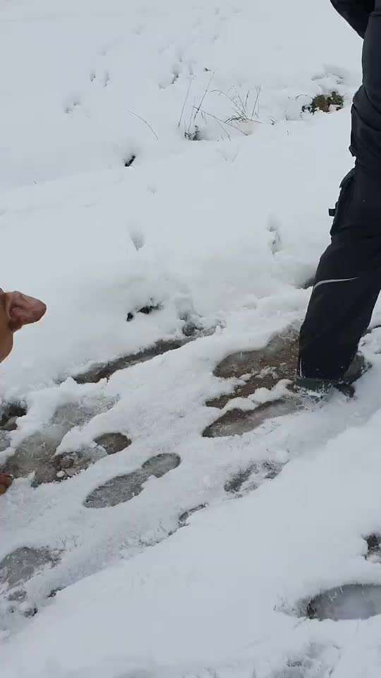 Rhodesian Ridgeback-Beitrag-Bild