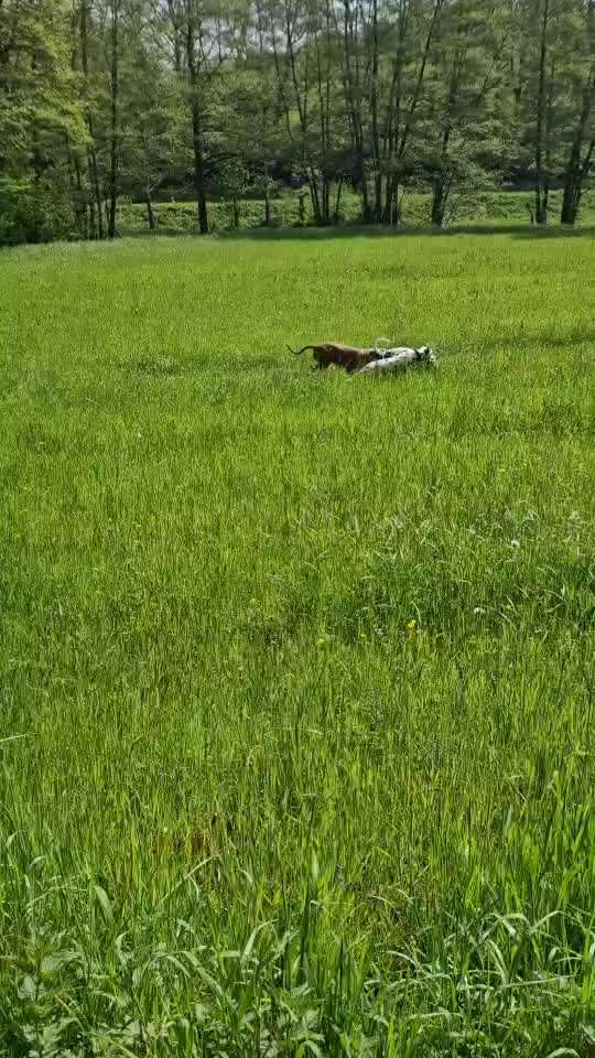 Rhodesian Ridgeback-Beitrag-Bild