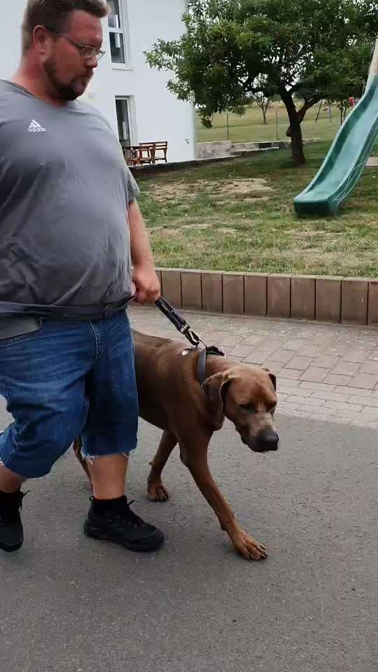 Rhodesian Ridgeback-Beitrag-Bild