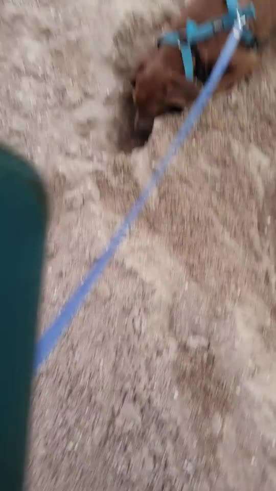 Rhodesian Ridgeback-Beitrag-Bild