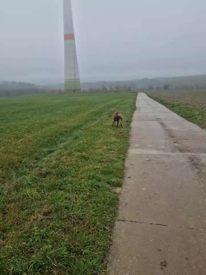 Rhodesian Ridgeback-Beitrag-Bild
