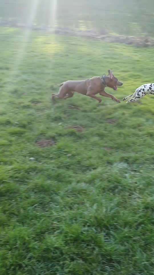 Rhodesian Ridgeback-Beitrag-Bild