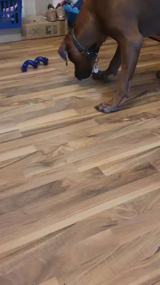 Rhodesian Ridgeback-Beitrag-Bild