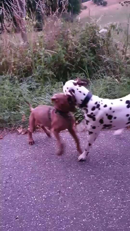 Rhodesian Ridgeback-Beitrag-Bild