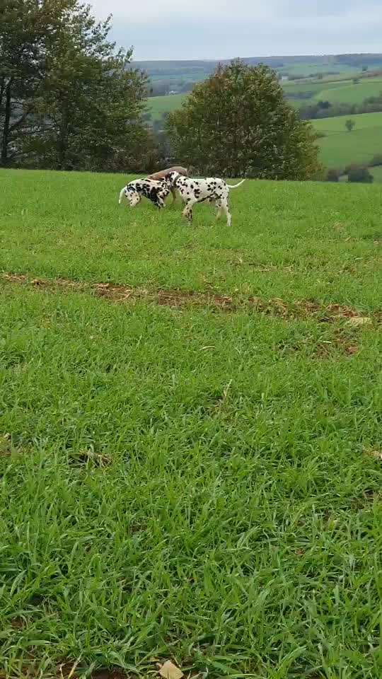 Rhodesian Ridgeback-Beitrag-Bild