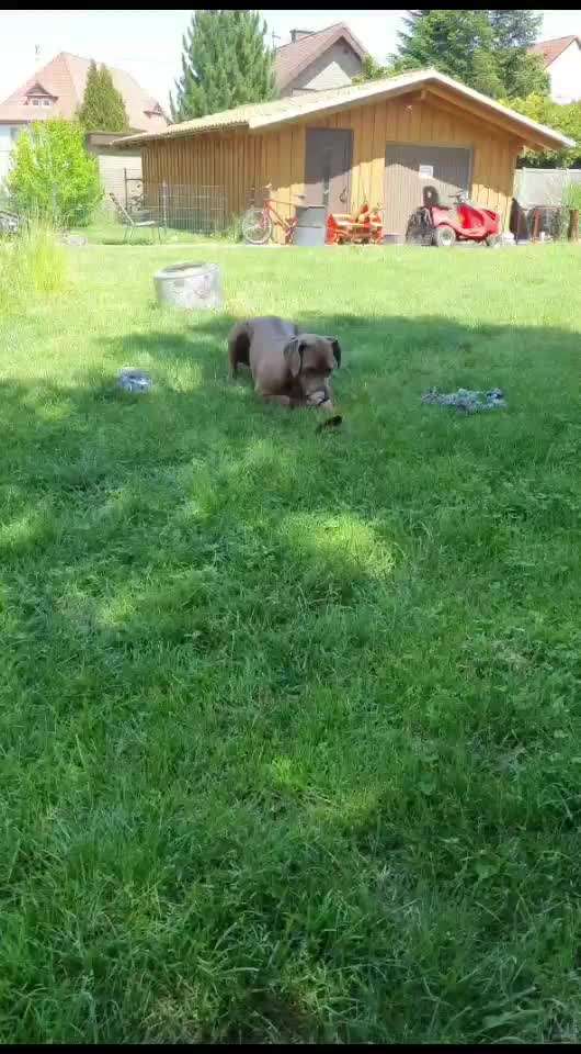 Rhodesian Ridgeback-Beitrag-Bild