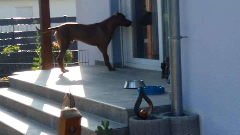 Rhodesian Ridgeback-Beitrag-Bild