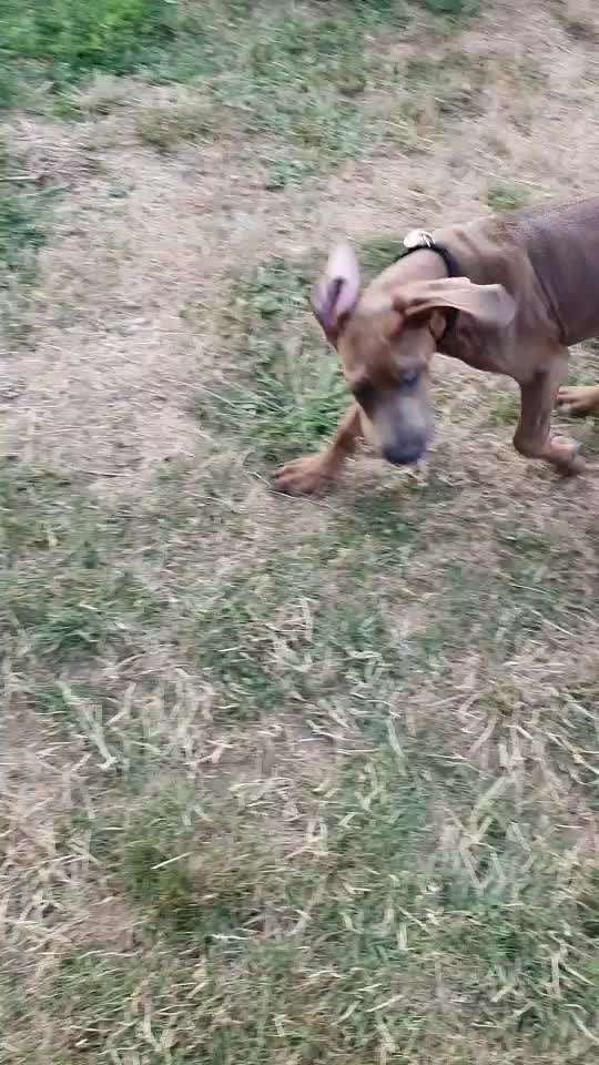 Rhodesian Ridgeback-Beitrag-Bild