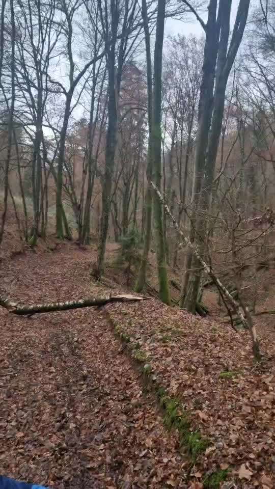 Rhodesian Ridgeback-Beitrag-Bild