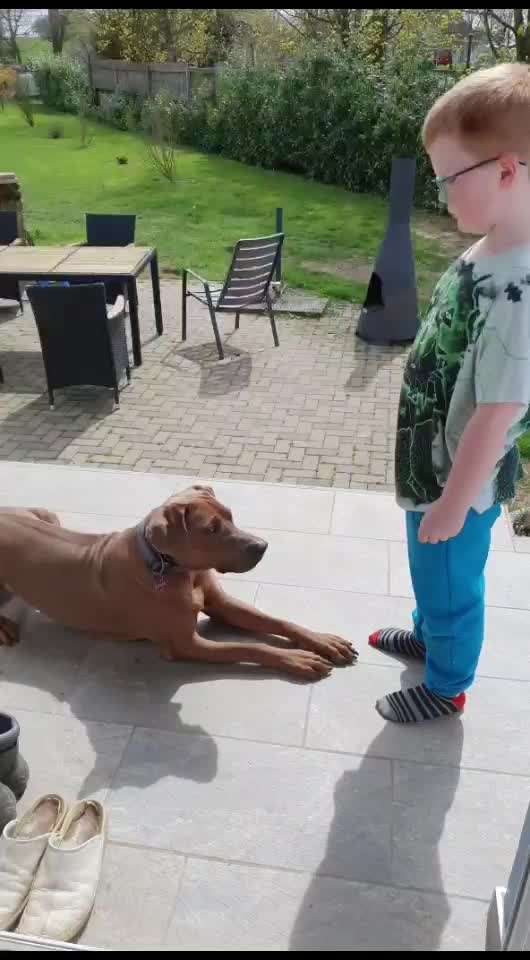Rhodesian Ridgeback-Beitrag-Bild