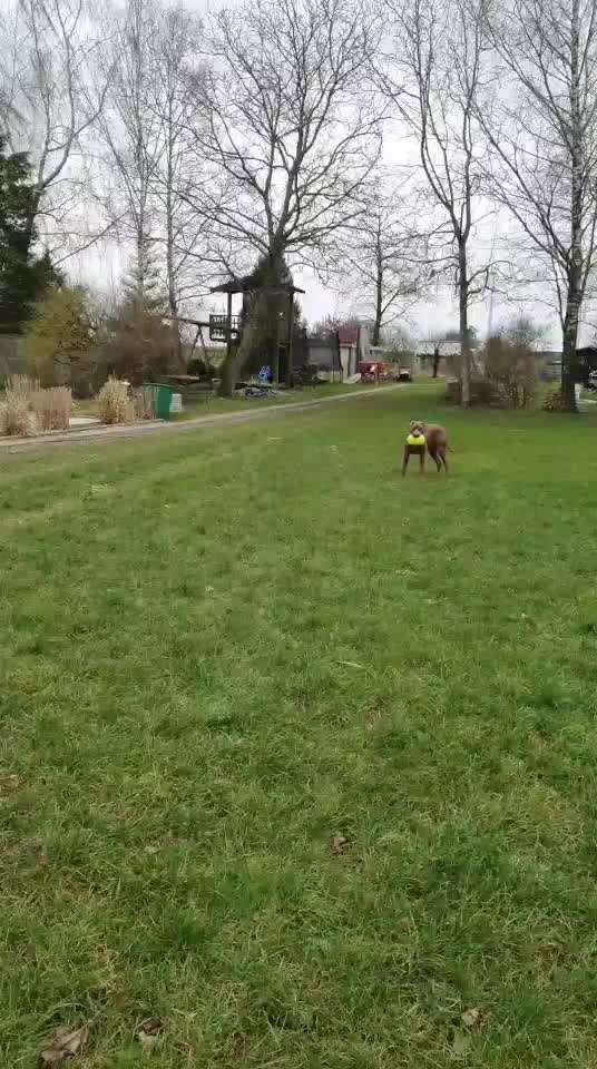 Rhodesian Ridgeback-Beitrag-Bild