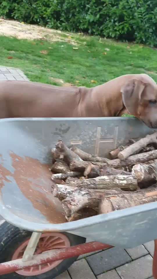 Rhodesian Ridgeback-Beitrag-Bild