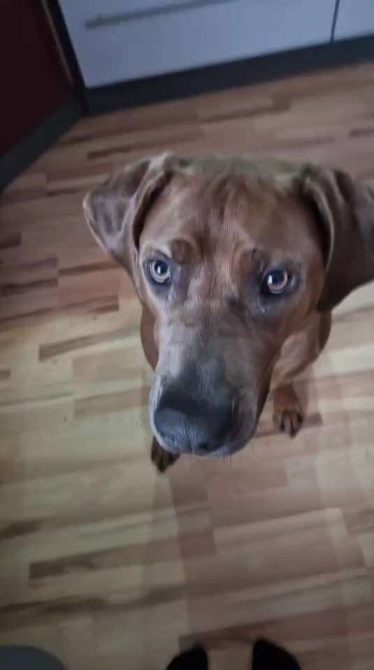 Rhodesian Ridgeback-Beitrag-Bild