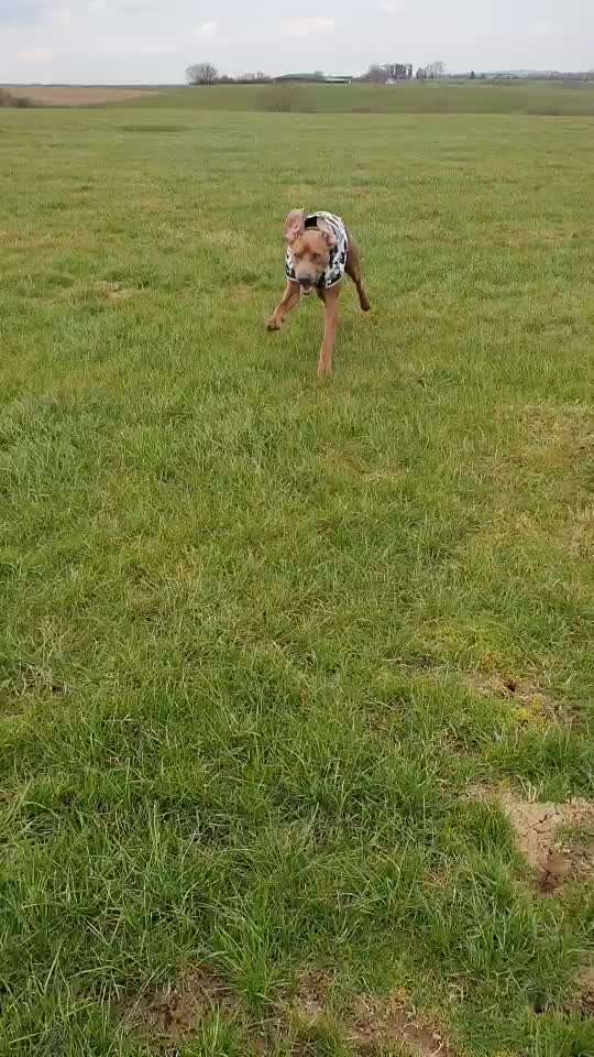 Rhodesian Ridgeback-Beitrag-Bild