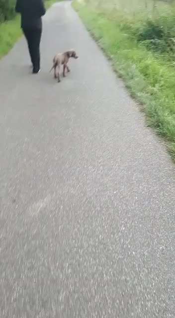 Rhodesian Ridgeback-Beitrag-Bild