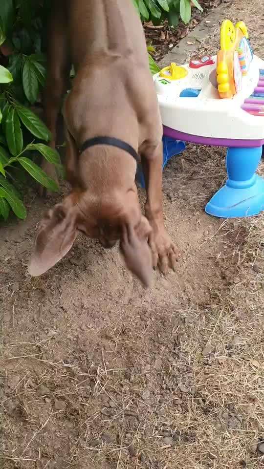 Rhodesian Ridgeback-Beitrag-Bild