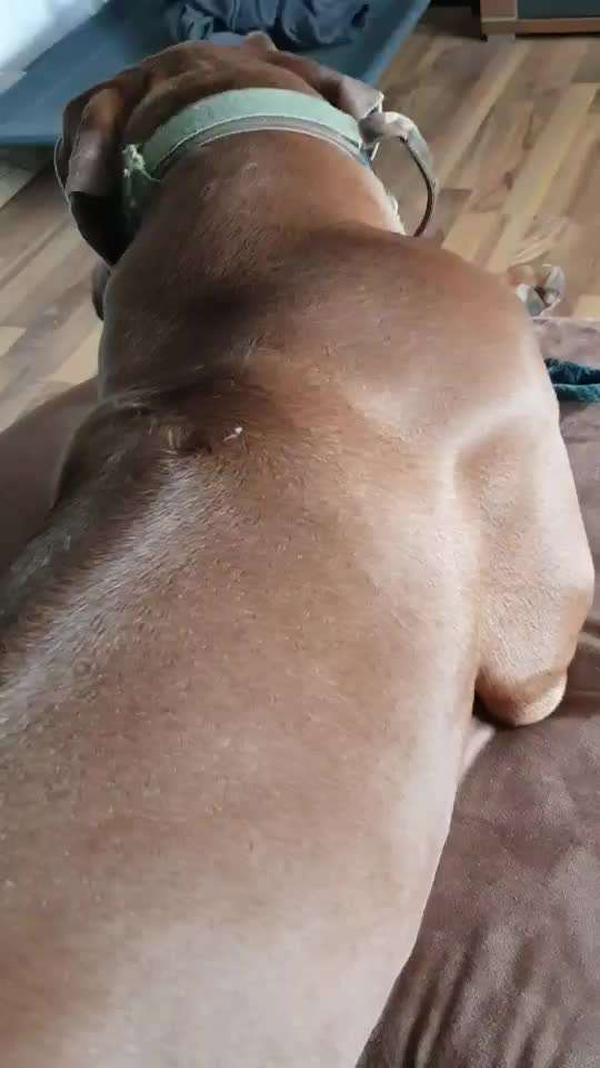 Rhodesian Ridgeback-Beitrag-Bild