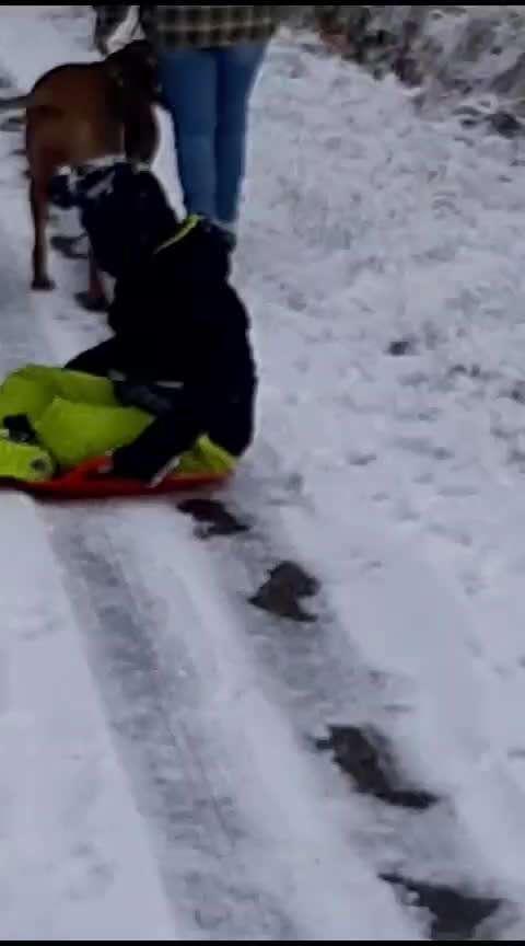 Rhodesian Ridgeback-Beitrag-Bild