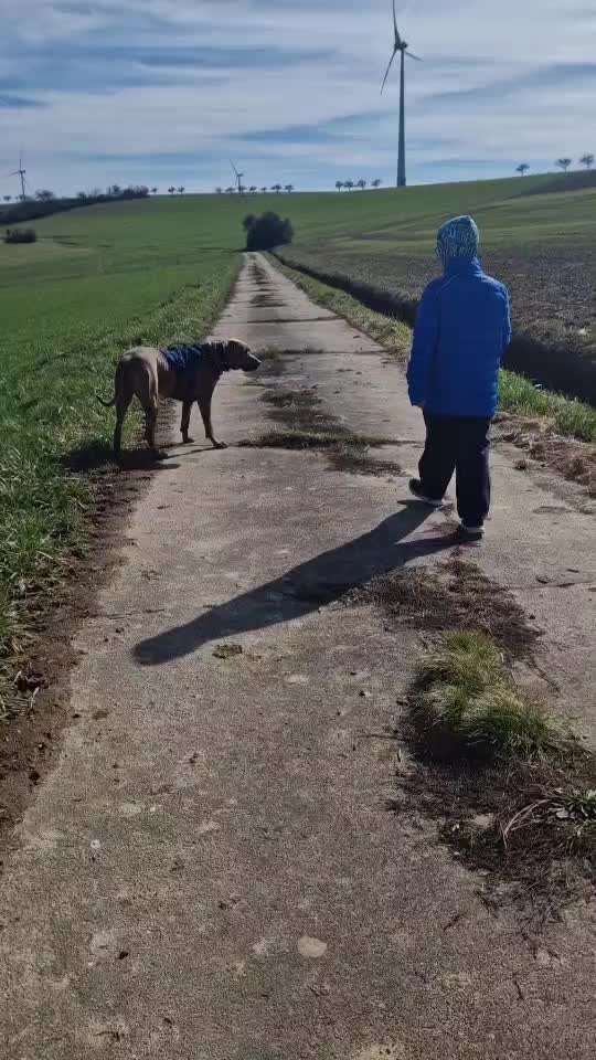 Rhodesian Ridgeback-Beitrag-Bild