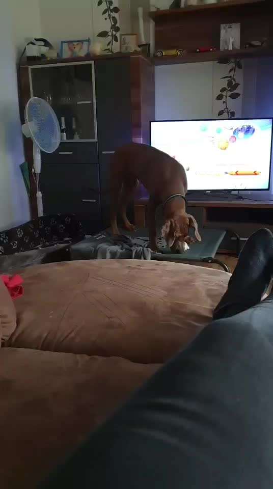 Rhodesian Ridgeback-Beitrag-Bild