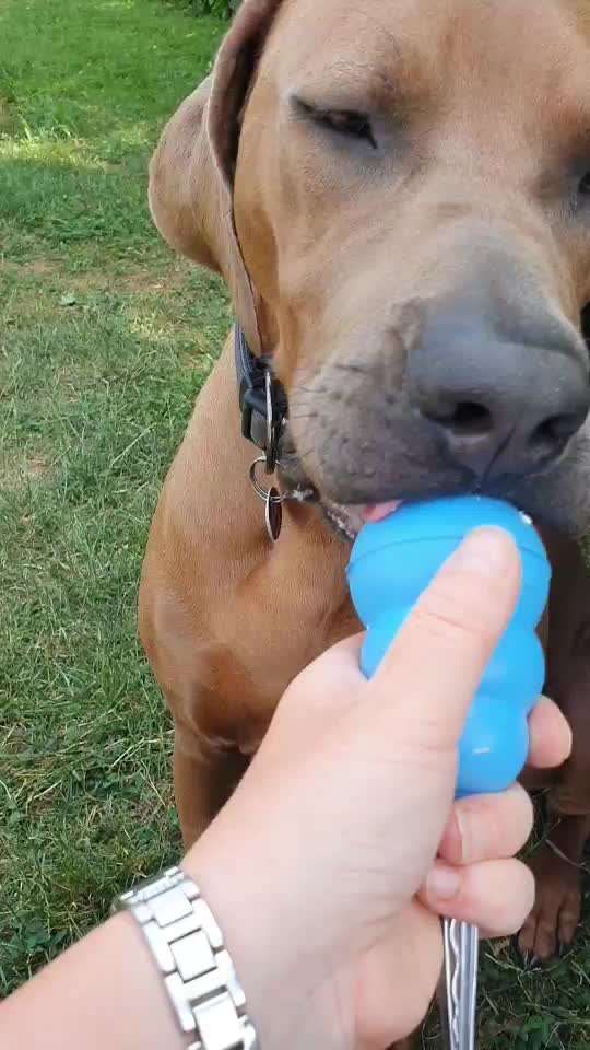 Rhodesian Ridgeback-Beitrag-Bild