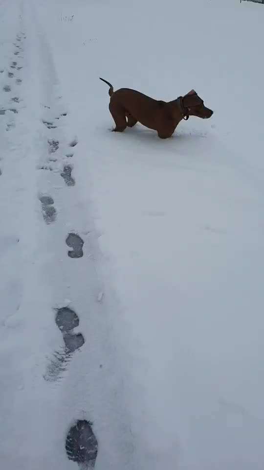 Rhodesian Ridgeback-Beitrag-Bild