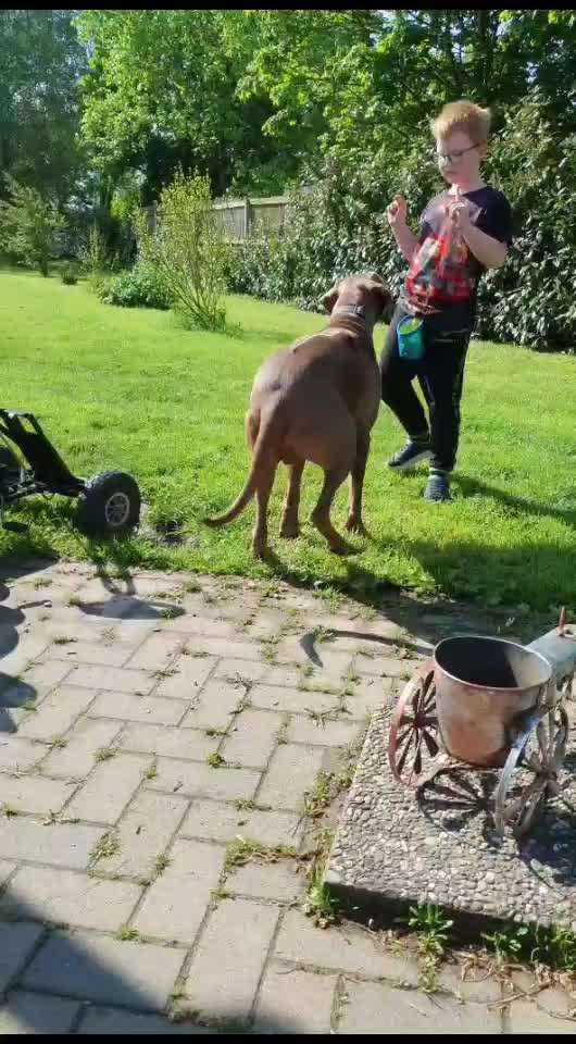 Rhodesian Ridgeback-Beitrag-Bild