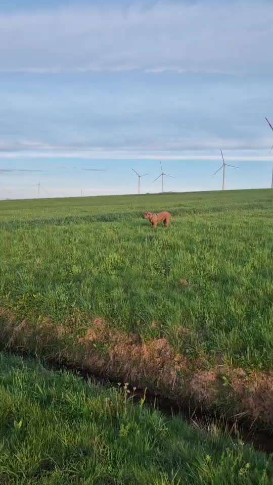 Rhodesian Ridgeback-Beitrag-Bild