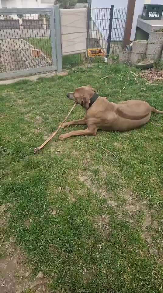 Rhodesian Ridgeback-Beitrag-Bild