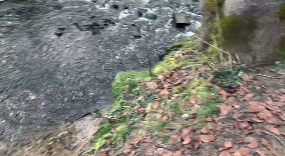 19. Video Challenge  "urkomische Hunde zum Brüllen lustig"-Beitrag-Bild