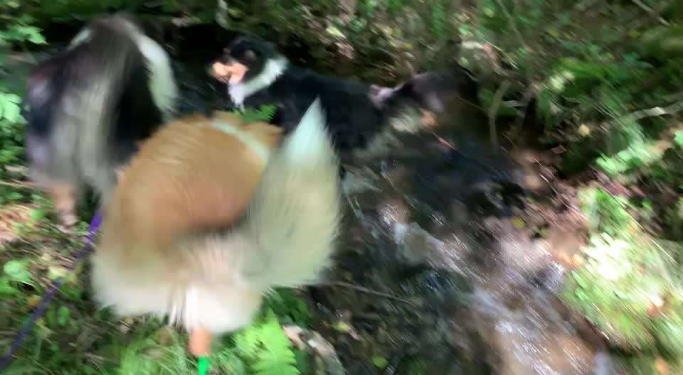 Collies gesucht-Beitrag-Bild