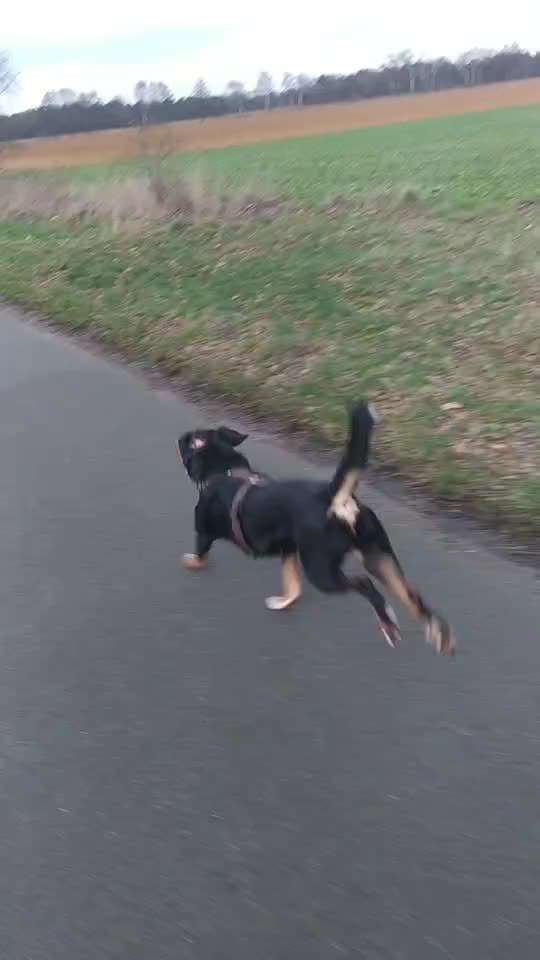 Appenzeller Sennenhunde-Beitrag-Bild