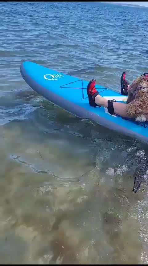 Austausch über Tibetdoodle-Beitrag-Bild