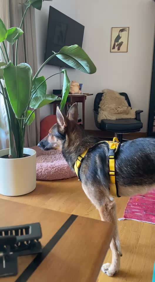 Aufforderndes Bellen-Beitrag-Bild