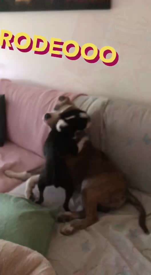 Freunde von 'Kampfhunden'-Beitrag-Bild