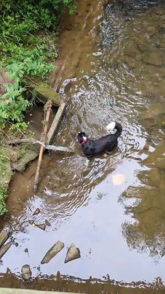 Gibt es hier weitere Landseer Berner Sennenhund Mischlinge?-Beitrag-Bild