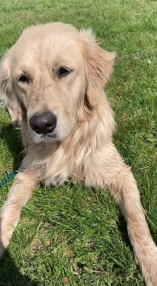 Golden Retriever-Beitrag-Bild