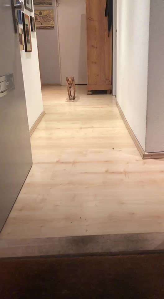 Hund geht nicht aus der Wohnung-Beitrag-Bild