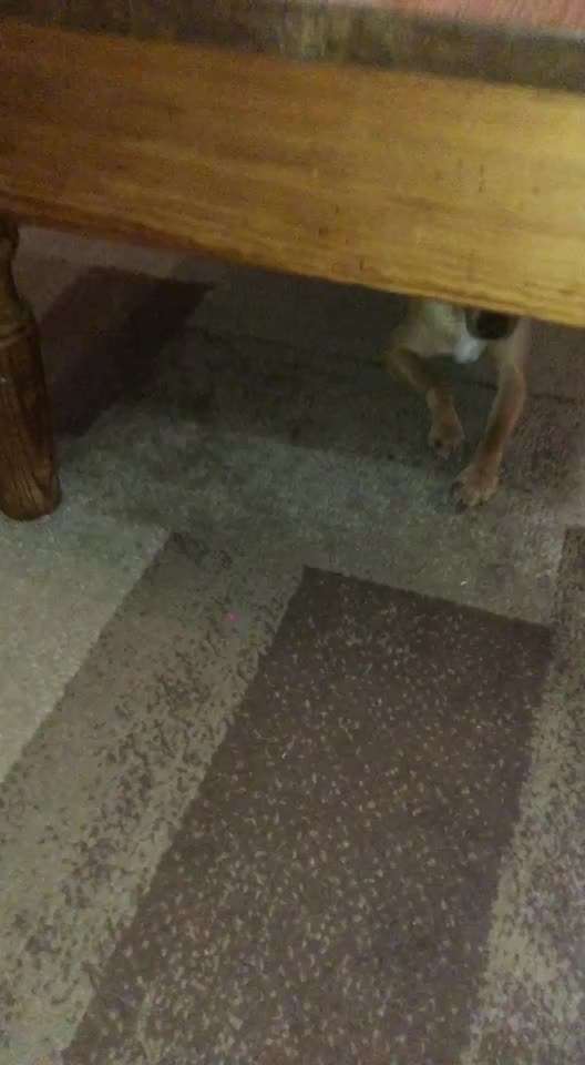 Hund geht nicht aus der Wohnung-Beitrag-Bild